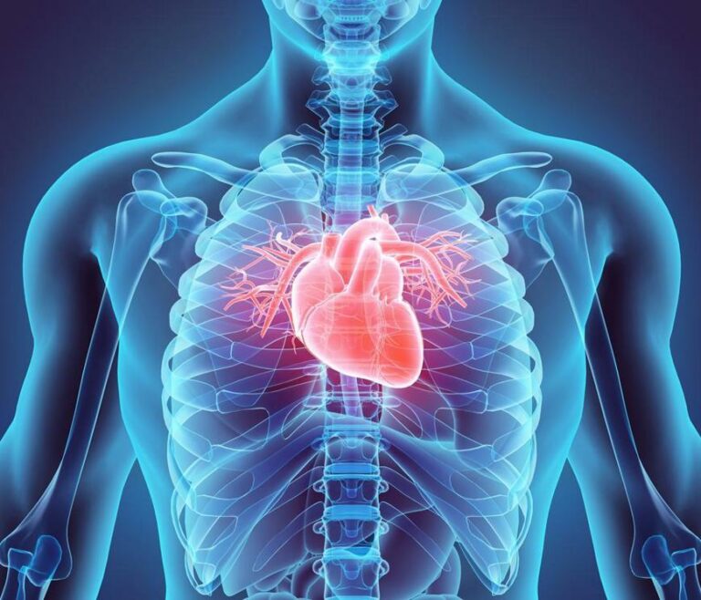 Fat around the heart linked to increased risk of heart failure