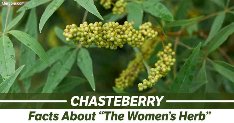 Chasteberry