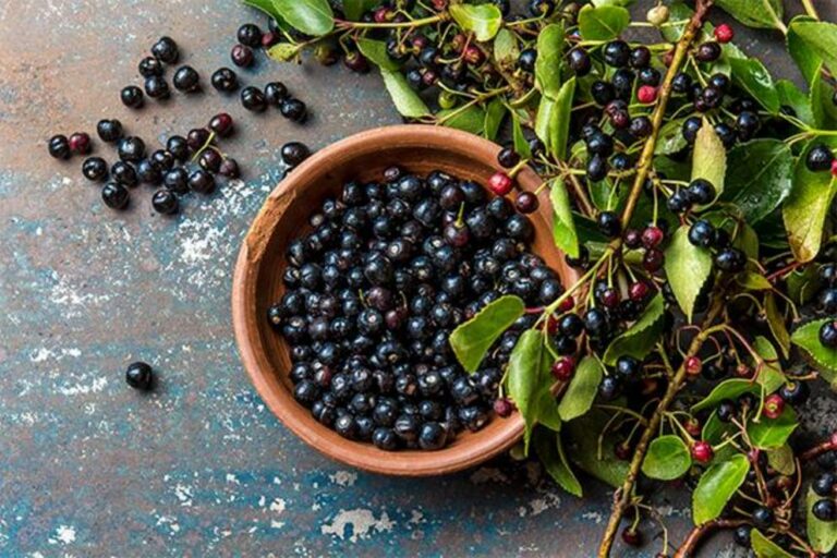 Researchers study preventing cancer and diabetes with the Chilean maqui berry