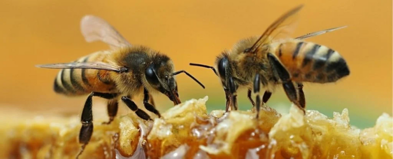 ‘Unbelievable’ video shows two bees work together to unscrew a soda bottle