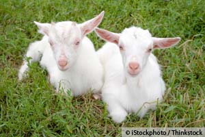The Worst of Both Worlds — Genetically Engineered Goats to Produce New Vaccine