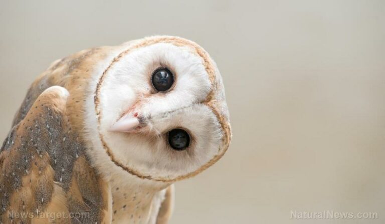 Scientists spot rare owl species not seen since 1892