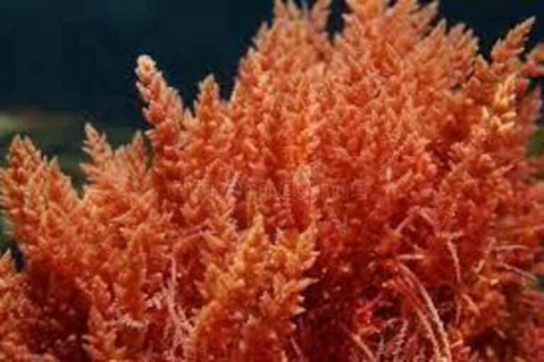 New health benefits of red seaweeds unveiled