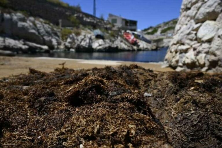 Invasive Japanese seaweed threatens French Mediterranean coast