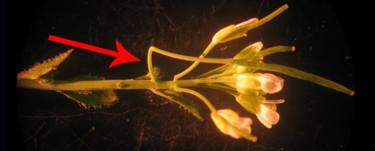 Scientists have studied this plant for over 100 years. They just found a new part