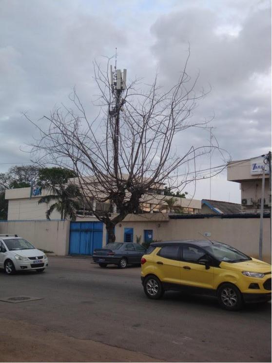 Microwave towers killing trees in Africa