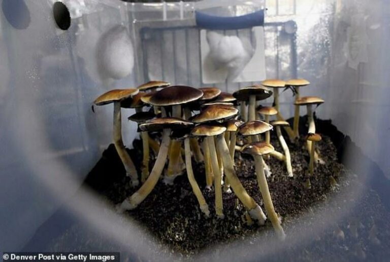 MAGIC MUSHROOMS could be used to treat depression: