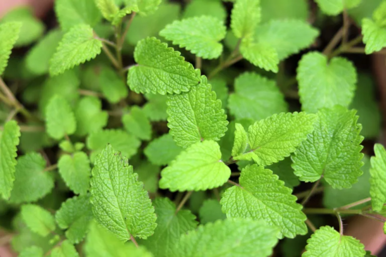 Beginner’s guide to growing lemon balm: plant care tips and uses