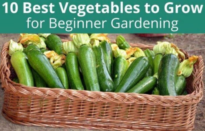 10 vegetables for beginner gardeners to grow