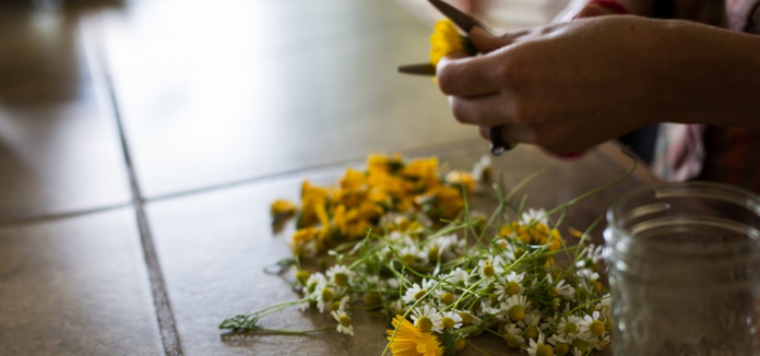 Five healing herbs you can grow this spring