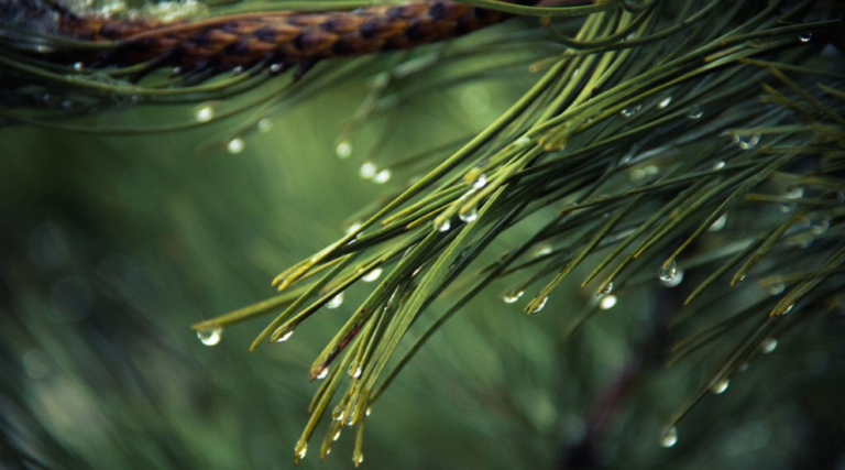 The healing power of pine medicine (DIY recipes!)