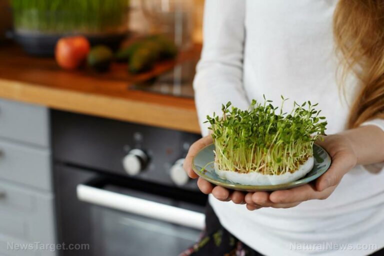 Three reasons to eat more alfalfa, a legume full of vitamins and nutrients