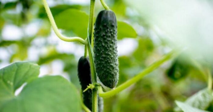 18 medicinal properties of cucumbers