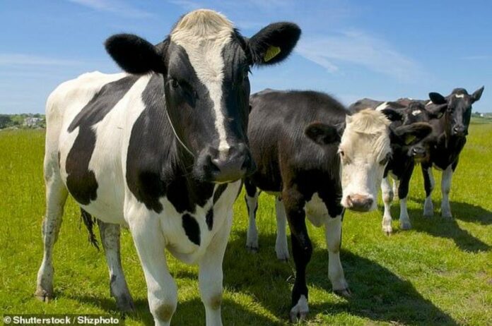 Mad Cow Disease strikes the UK - the prions are back