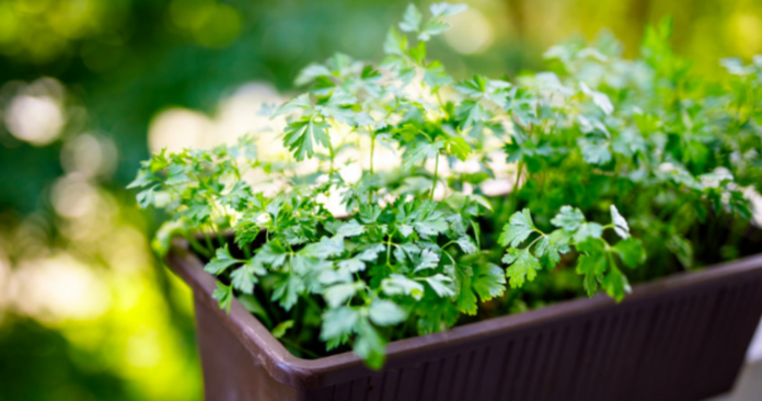Parsley: five top benefits of this easy-to-grow herb