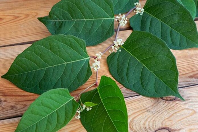 STUDY: Japanese knotweed extract (resveratrol) may help reduce cancer risk linked to processed meat (sodium nitrite)