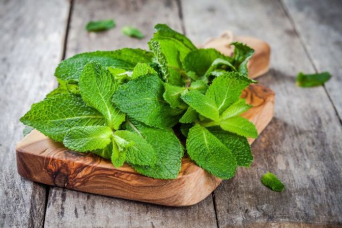 The power of peppermint: 15 health benefits revealed