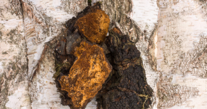 'King' chaga: the birch tree fungus that boosts your immune system