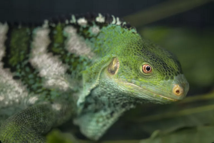 Teaming up to save endangered Fiji iguanas