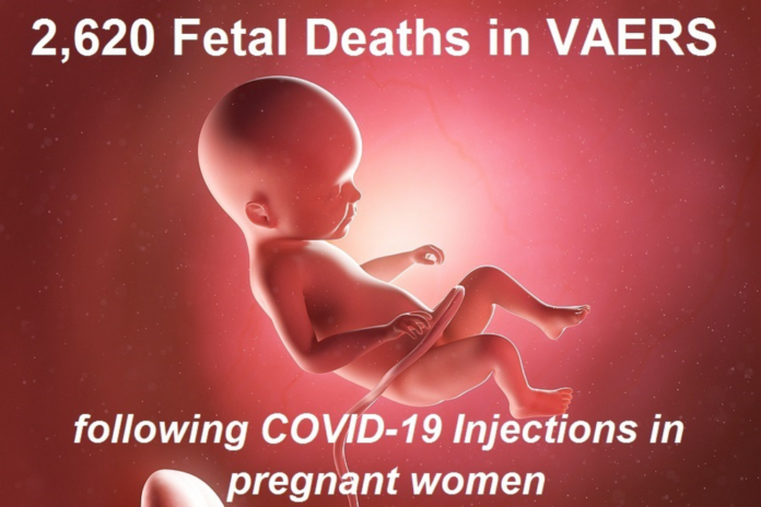 2,620 dead babies in VAERS After COVID shots