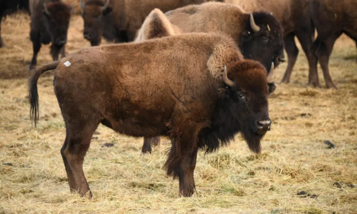 Dozens of bison released on tribal land in South Dakota