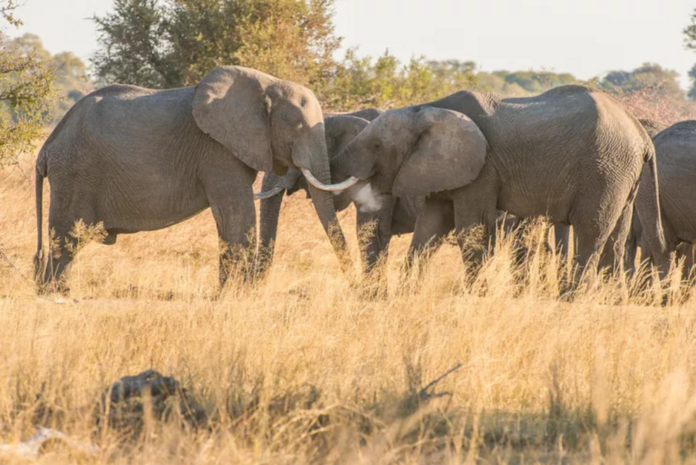 Massive aerial elephant survey is critical for conservation