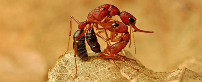 Scientists find a single protein can switch some ants from a worker into a queen