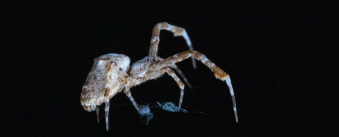 Scientists used AI to track spiders building webs in the dark in unprecedented detail