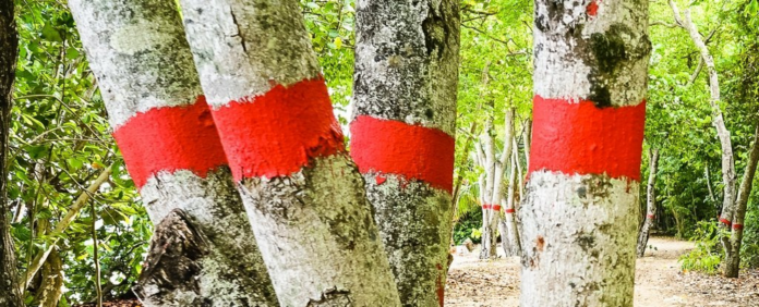 This ‘tree of death’ is so toxic, you can’t even stand under it when it rains