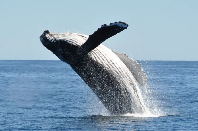 Whales more important for ecosystem health than previously thought