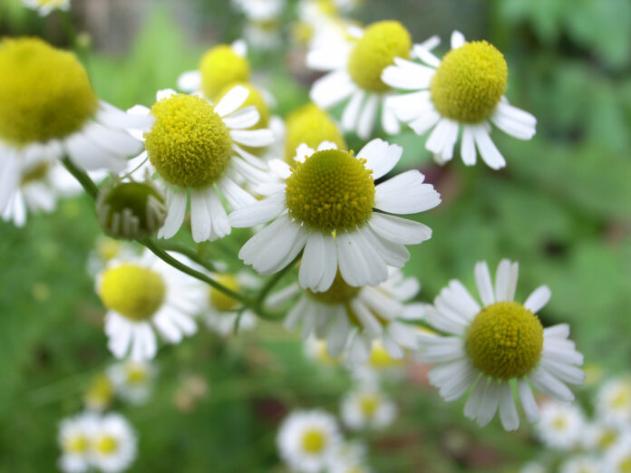 5 Incredible health benefits of drinking chamomile tea