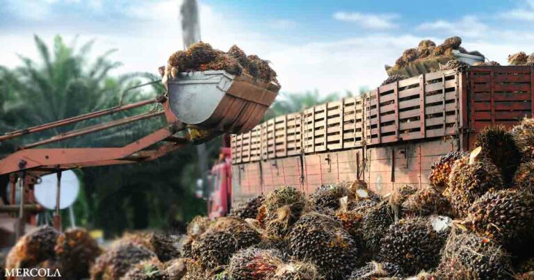 Palm Oil Will Soon Be Banned by Top Producer
