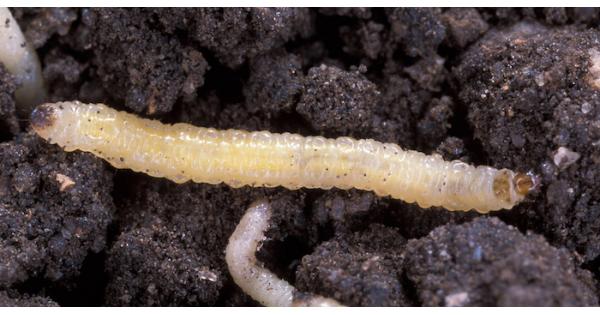 Monsanto's new GM tech to defeat corn rootworm “will work only briefly” – Scientific American