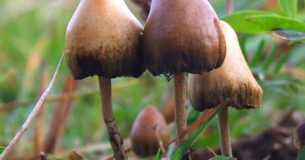 Are Psilocybin Mushrooms a Game Changer for Severe Anxiety/Depression?