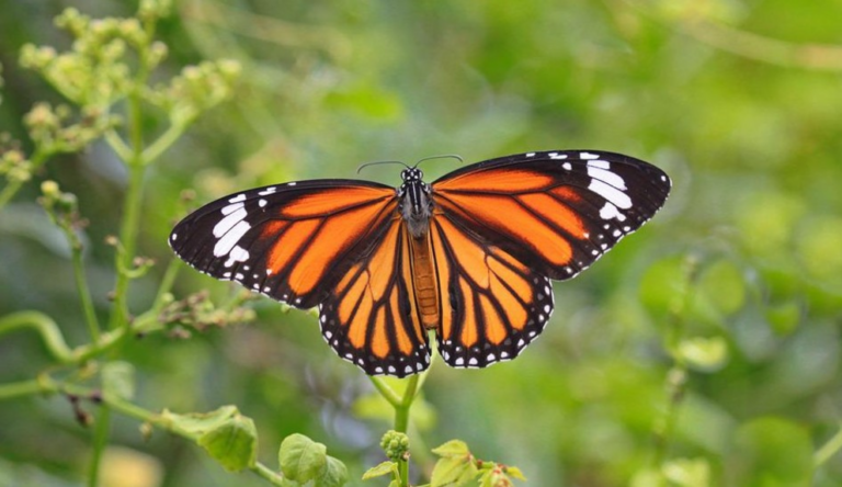 Artificial light from porch lights, smartphones ‘disorient monarch butterflies — making their internal GPS system go haywire’