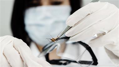 release of billions ge mosquitoes