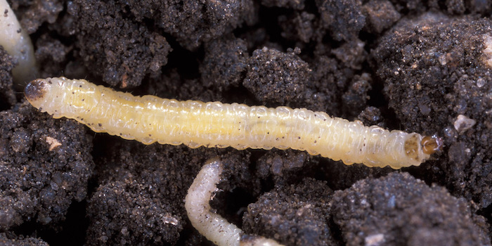 Monsanto’s new GM tech to defeat corn rootworm “will work only briefly” – Scientific American