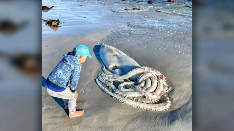 Giant squid that washed up on a South African beach was ‘incredible to see’