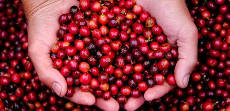 How cranberries could improve memory and ward off dementia