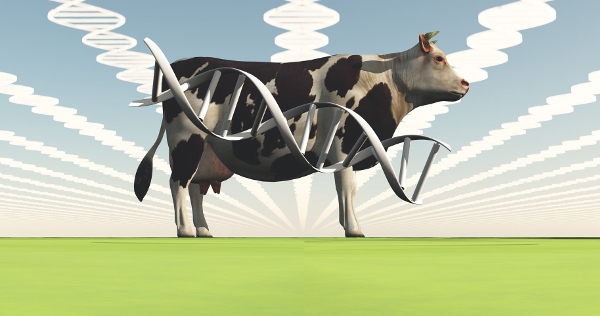 Illegal GE Bacteria Detected in An Animal Feed Supplement