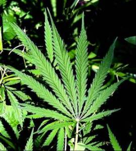 Marijuana_Leaf