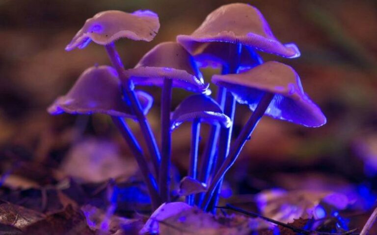 Psilocybin causes ‘significant reduction’ in symptoms of depression, largest of its kind study shows