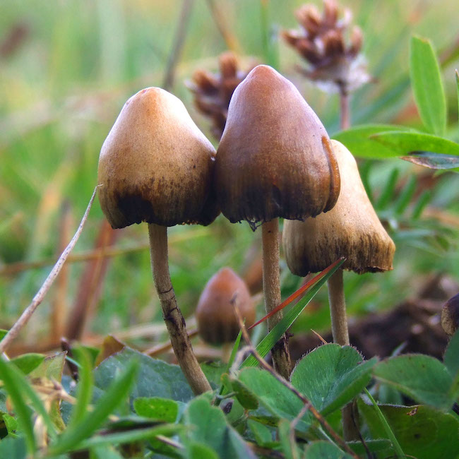 Are Psilocybin Mushrooms a Game Changer for Severe Anxiety/Depression?