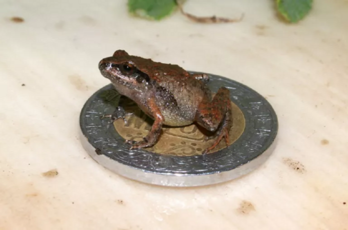 Six new tiny frog species discovered in Mexico