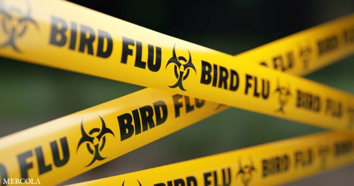 Will a Weaponized Bird Flu Become the Next Pandemic?