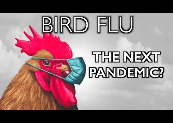 Will a Weaponized Bird Flu Become the Next Pandemic?As news of the COVID pandemic winds down around the world, we're suddenly seeing warnings of another pandemic brewing - bird flu, aka avian influenza. Before you start to panic, here's what you should know.