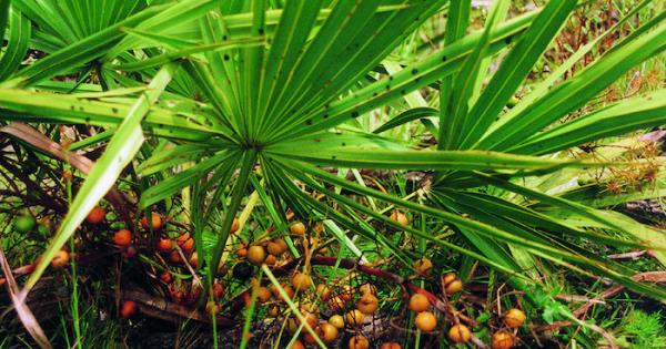 Saw Palmetto Extract: Nature’s Answer to Prostate Enlargement