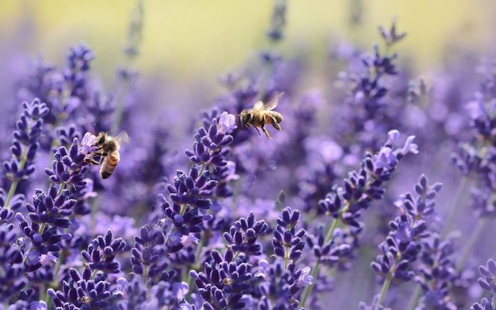 The Buzz of Bee Pollen