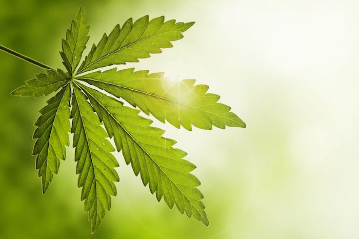 Cannabinoids for Autoimmune Disease