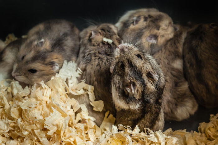 Niacin Rescues Cannibalistic Hamsters